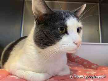 Weyburn Humane Society bringin' back Betty White ... - DiscoverWeyburn.com