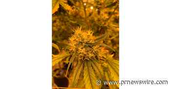 Boston Hemp Inc., a leading producer of high-quality hemp products, is proud to announce the release of its new Live Resin Hash