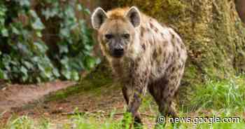 Hyena ontsnapt door een omgevallen boom in Beekse Bergen ... - Het Laatste Nieuws