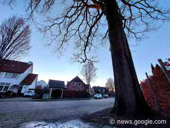 Zo lang staat de oudste boom van Hengelo al op zijn plekje - indebuurt