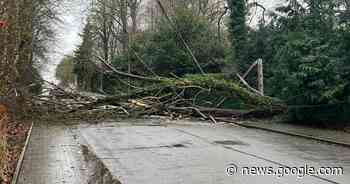 Omgewaaide boom verspert urenlang de weg, ook elektriciteitspaal ... - Het Laatste Nieuws