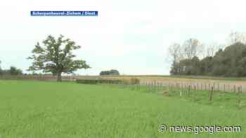 Bekende eik in Scherpenheuvel-Zichem beschadigd door noodweer ... - ROB-tv