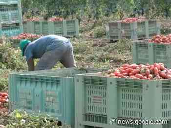 Lavoratori migranti, intervengono Libera e Caritas Melfi:”non c’è cambio di passo gestione” - TRM Radiotelevisione del Mezzogiorno