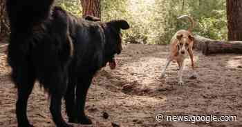 Gemeente en politie waarschuwen voor vergiftigd vlees aan ... - Het Laatste Nieuws