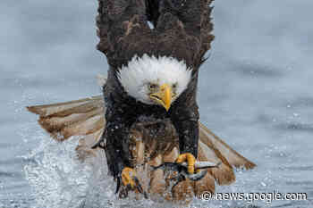 B.C. photographer’s bald eagle photo Canada’s choice for ... - Chilliwack Progress