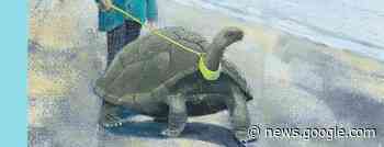 Nienke en Hektor van Freinetschool De Boomgaard in Gent praten ... - Radio 1