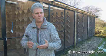 Criminelen stelen bijna alle duiven uit Den Ham: heldhaftige Harold ... - Hart van Nederland