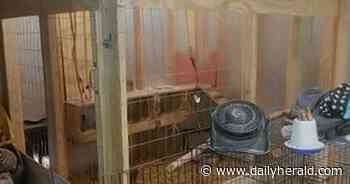 Will 6 chickens and a duck get to stay in Schaumburg? Restored village board to decide