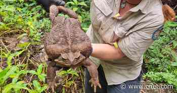 Meet 'Toadzilla,' the Enormous Toxic Toad That Shocked Park Rangers     - CNET