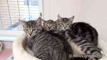 Politiker in Rodgau wollen Tierleid verhindern - op-online.de