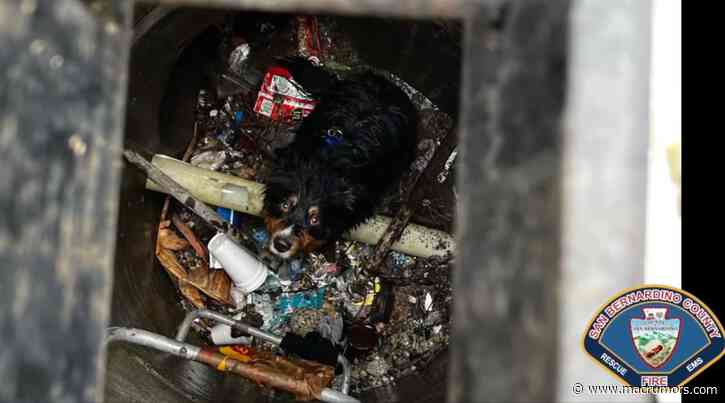 AirTag Helps Rescuers Find Dog Lost in California Flood