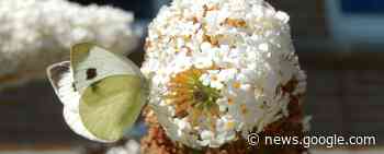 Pas op de plaats voor het scheefbloemwitje - Nature Today