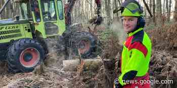 MZ+ In der Burg fallen die Bäume: Maßnahme soll Platz für ... - Marler Zeitung