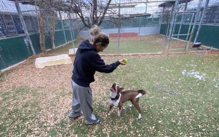 As shelter space fills up at AAC, elementary students write persuasive letters to get dogs adopted