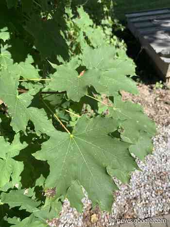 GARDENING CLIPPINGS: Ontario home to 10 varieties of the maple ... - Sarnia and Lambton County This Week