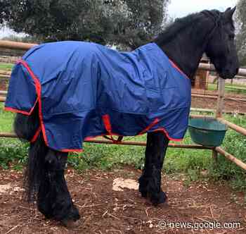 A Monopoli, il cavallo di Zorro: andare a vederlo è gratis - The Monopoli Times