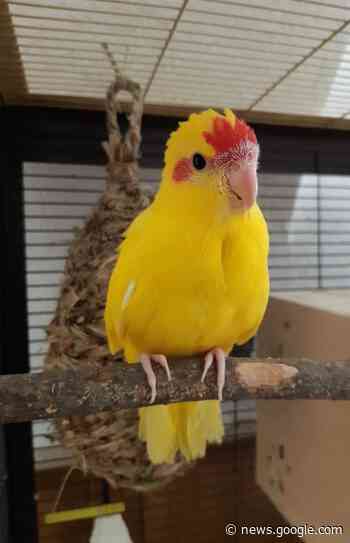 Sonstiges Geflügel: Vergebe Ziegensittiche Ziegensittich in gelb ... - www.landwirt.com