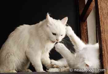 Bari, liti con i condomini per i gatti, donna arrestata: finisce in ... - Fanpage.it