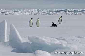 New emperor penguin colony in Antarctica discovered from space - Epping Forest Guardian