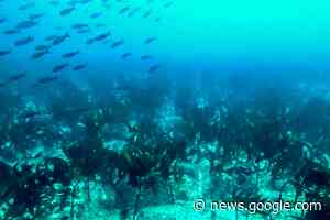 New tropical kelp forest discovered in the Galapagos Islands - EurekAlert