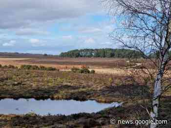 New Forest: Man and his dog rescued from bog in Beaulieu - Southern Daily Echo
