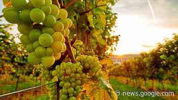 Saale, Weinbau, Burgen: Jena und Saale-Holzland-Kreis wollen ... - Thüringer Allgemeine