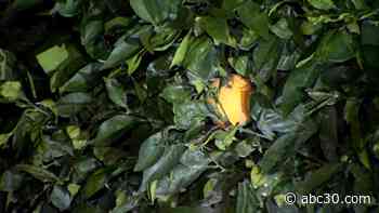 Citrus growers and gardeners keeping close eye on freeze