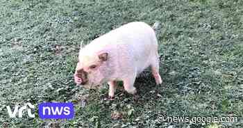 Politie zoekt eigenaar van verloren gelopen biggetje in Hooglede - VRT.be