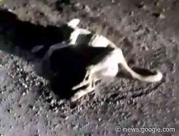 Cani avvelenati a Giarre, il Partito Animalista presenta denuncia in ... - Catania News