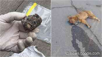 Strage di cani a Giarre - lasiciliaweb | Notizie di Sicilia