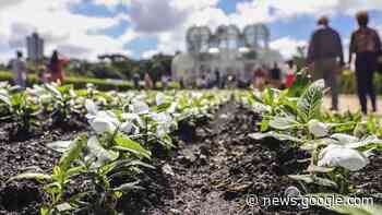 100 mil mudas de vinca cora estão sendo plantadas no Jardim ... - CBN Curitiba