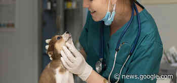 Jardim Marília recebeu cadastro para castração de cães e gatos - PrimeiraFeira
