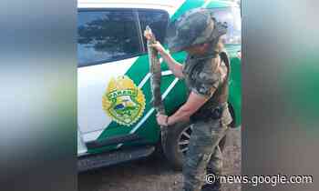 Família encontra jacaré no quintal de casa no Jardim Ouro Fino - Folha do Litoral News