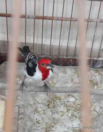 GCM de Guarulhos resgata 29 aves silvestres em cativeiro no ... - Folha Metropolitana