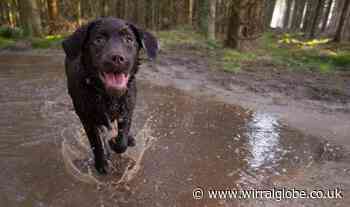 Your top ten dog walks in Wirral as we celebrate Walk Your Dog Month