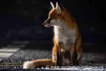 Croydon woman fears for pet safety after sudden death of foxes