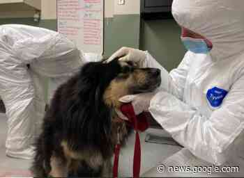 Ten dogs rescued north of Fort St. John - Alaska Highway News