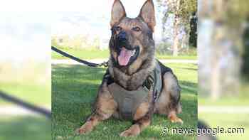 Fort St. John police dog nabs crime spree suspect - Energeticcity.ca