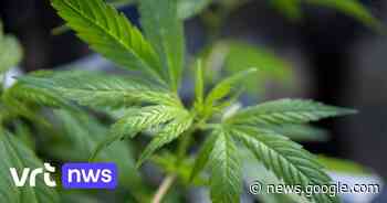 3 wietplantages gevonden en 9 arrestaties bij anti-drugsactie in Sint ... - VRT.be