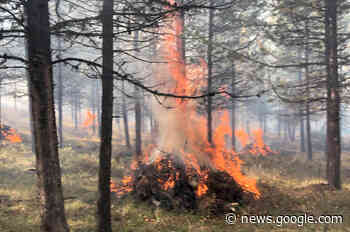 Province pumps $50-million into increasing fibre supply in B.C. - Kitimat Northern Sentinel