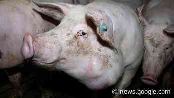 Tierschützer kündigen Protest an Skandal um Schweinemast im ... - NOZ