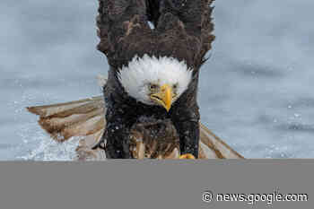 B.C. photographer’s bald eagle photo Canada’s choice for ... - Saanich News
