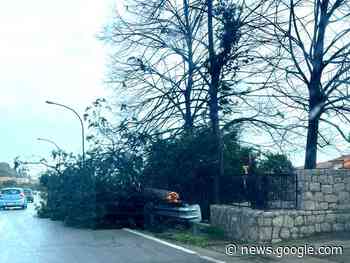 Forte vento nel Monrealese, cade un albero sulla circonvallazione - Monreale News
