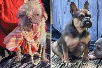 Ugliest dogs in the UK revealed: See the top seven shortlist
