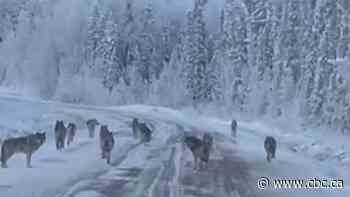 'That is super cool!': N.W.T. man can't believe what he's filming — a wolf pack in the wild