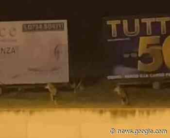 Porto Recanati: Avvistati lupi pericolosamente vicini alle case - Radio Erre