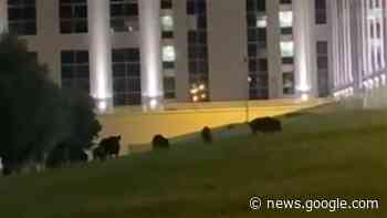 I cinghiali “assaltano” la Cittadella regionale | EcodelloJonio.it - Ecodellojonio