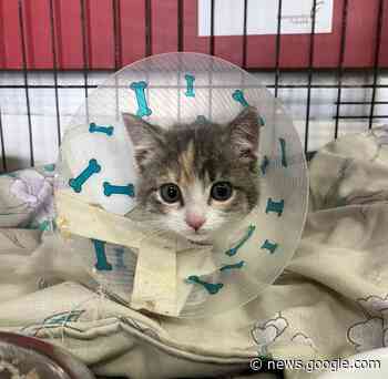 Miraculous recovery for kittens abandoned in Humboldt in freezing ... - DiscoverHumboldt.com