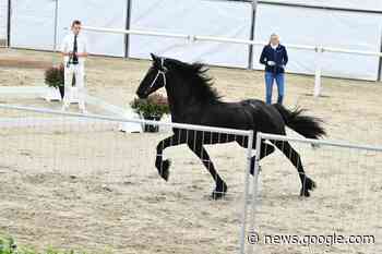 HK Nakeuring: Orion (Ulbrân 502) en Melle (Tiede 501) naar de ... - Horses.nl