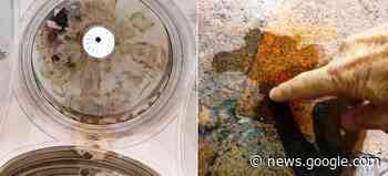 Aversa, cupola dell'Annunziata a rischio crollo: stop ai lavori di ... - PUPIA